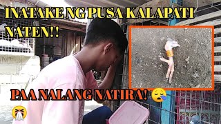 INATAKE NG PUSA KALAPATI KO PAA NALANG NATIRA GRABENG😪PUSA [upl. by Richma]