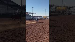 Team Roping rodeos classicropes xr4 nv4 winnerswin [upl. by Eninnej15]