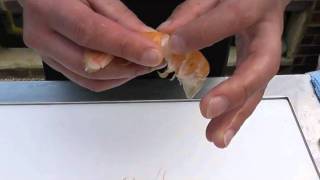 Passionate About Fish  How to prepare fresh langoustine [upl. by Krischer658]