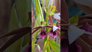 Nuns Orchid  Swamp Orchid Phaius tankervilleae [upl. by Ressay]