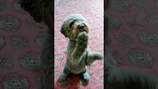 Lagotto Romagnolo training dog dogtraining dogtricks smartdog lagottoromagnolo lagotto [upl. by Lilas]