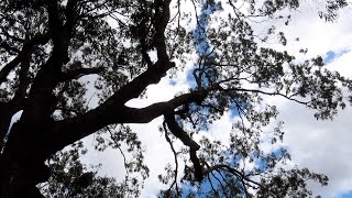 Dangerous Tree Branches Above Highway Traffic [upl. by Jacey250]