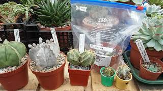 Growth rate care and cultivation of Astrophytum cactus [upl. by Herstein515]