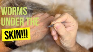 How to remove botfly from your pet [upl. by Winifred]