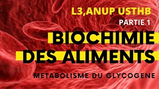 Biochimie des aliments Métabolisme du Glycogène ANUP USTHB [upl. by Nadaha669]