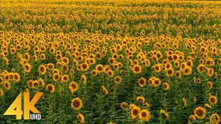 4K Sunflower Fields in Eastern Washington  In Support of Ukraine 2022 [upl. by Osterhus468]