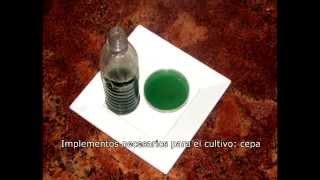 Cultivo casero de Spirulina [upl. by Nort921]