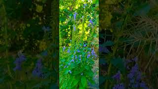 Gt Blue Lobelia amp Spotted TouchMeNot hummingbird wildflowers hummingbirdfeeder nativeplants [upl. by Ettelohcin]