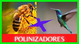 Como las abejas polinizan los árboles frutales [upl. by Hinson]