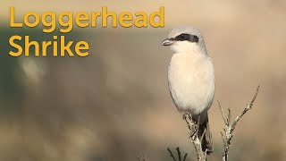 Loggerhead Shrike Butcherbird [upl. by Anide]