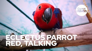 Talking Eclectus Parrot [upl. by Earlie633]