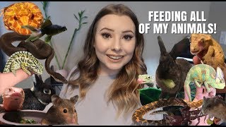 Feeding ALL Of My Pets 40 Animals [upl. by Lipkin]