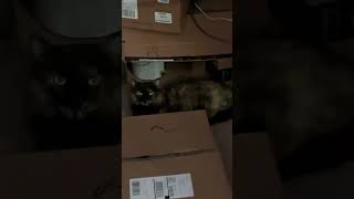 It’s Meow Hiding Around the Boxes [upl. by Hajed]