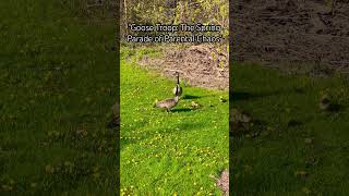 quotGoose Troop The Spring Parade of Parental Chaosquotspring funny goose lifeincanada [upl. by Peacock161]