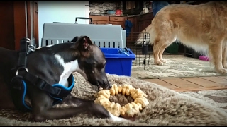 Italian Greyhound  Zoomies [upl. by Ettezzil770]