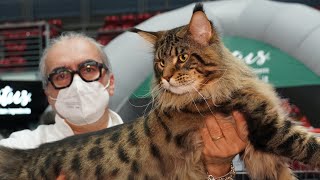 Main Coon BRIVIDO COSMICO  MOSTRA FELINA RDS STADIUM [upl. by Neila]