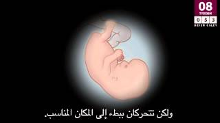 8th week of pregnancy الأسبوع الثامن من الحمل [upl. by Leopoldine]