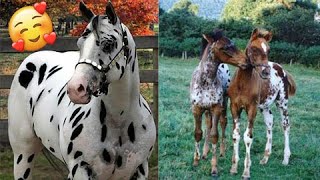 Incredible APPALOOSA horses and foals  compilation [upl. by Terraj306]