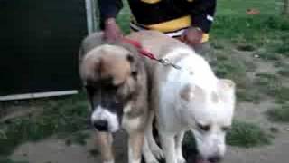 Ovcharka Albai CAO Massive Dogs Mateing [upl. by Mook]