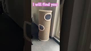 I will find you  Catlovers  Cats  Funny Cats  kattenfilmpjes [upl. by Vergos]