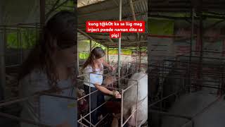 sa pigi kana lang pigging animals pig pigfarming farming noanimalsharmed piggy [upl. by Rennerb]