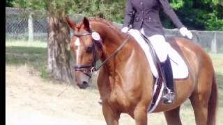 Grafenwind  Hanoverian Dressage gelding [upl. by Kingsly]