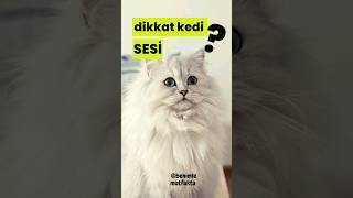 gerçek kedi sesi  Sinirli Kedi sesi ile kedinin dikkatini Çek [upl. by Krispin]