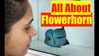 Flowerhorn Fish  How to keep a Flowerhorn Aquarium  How to Grow Flowerhorn  JK Exotic HD 1080p [upl. by Teodora]