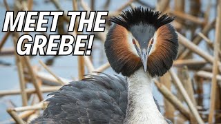 Grebes The Most Unique Birds Amazing Grebe Facts 🤔🦆 [upl. by Kermit]