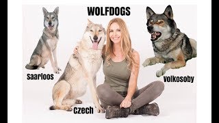 WOLFDOGS  WHICH ONE IS BEST  Czechoslovakian Wolfdog Saarloos Volkosoby [upl. by Dasya]