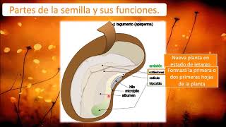 LA SEMILLA  PARTE 1 [upl. by Gelman]