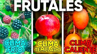 🍋 ÁRBOLES FRUTALES que se dan en CADA TIPO de CLIMA ☀️ [upl. by Hubie598]