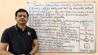 Diabetes Mellitus Part02 Introduction Chemistry Synthesis amp Secretion of Insulin  Insulin [upl. by Paresh357]