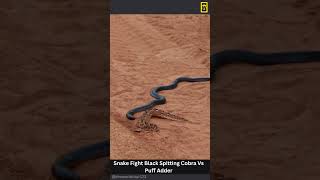 Snake Fight Black Spitting Cobra Vs Puff Adder snake attack wildlife shortvideo shorts [upl. by Atsugua110]