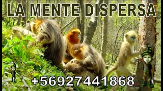 LA MENTE DISPERSA [upl. by Ojimmas]