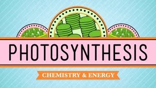 Photosynthesis Crash Course Biology 8 [upl. by Erikson]