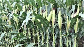 High Yield Maize Farming  Podcast [upl. by Euqinehs446]