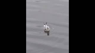 Small Seagull Shorts Gulls Seagull [upl. by Rapp833]