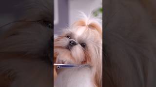 First time grooming  Shihtzu grooming shihtzulove shihtzu shihtzugrooming grooming shortsfeed [upl. by Ahsocin]