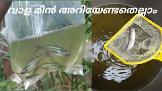 വാള മത്സ്യകൃഷിpangasius fish farmingvaala meen valarthalcrazy malayali [upl. by Labina]