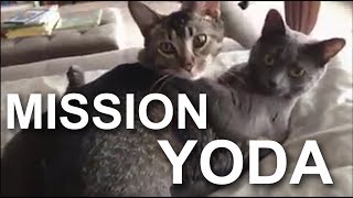 MISSION YODA  PAROLE DE CHAT vidéo BONUS de remerciement pour les 100 sur Ulule [upl. by Yetak]