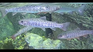 Shinagawa AquariumPublic Tokyo Japan 品川区立水族館 ニッコウイワナ char Salvelinus leucomaenis japonicus [upl. by Otxilac]