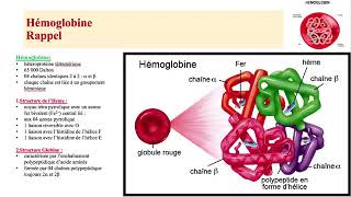 Hemato 05Anémies Hémolytiques congénitales Betathalassémie Dr Abbadi [upl. by Kohsa]