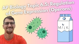 65 Regulation of Gene Expression Operons  AP Biology [upl. by Eelorac354]