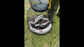 12 RAINBOW TROUT CAUGHT AT GUASTI REGIONAL PARK FISHING [upl. by Nay]