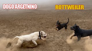 Dogo Argentino VS 2 Rottweiler [upl. by Aketal]