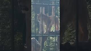 Lions at Blackpool zoo [upl. by Sanderson]