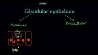 glandular epithelium concept of NCRT board class 10th✨🔎🎉 [upl. by Ttirrem]