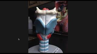 Larynx Anatomy [upl. by Ahsilek]