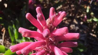 Veltheimia bracteata Forest Lily  Must see August [upl. by Anett]